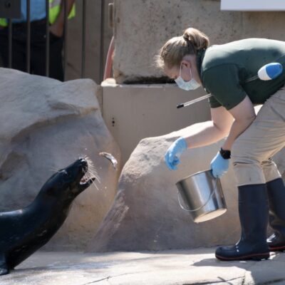 training the seals